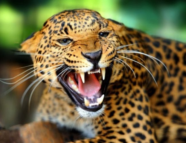 तनहुँमा चितुवा आतंक, नियन्त्रणमा लिन १८ ठाउँमा खोर