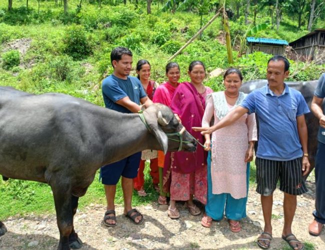 बंगलाचुली गाउँपालिकाद्वारा कृषकलाई मुर्रा राँगो वितरण: नस्लसुधारमा टेवा