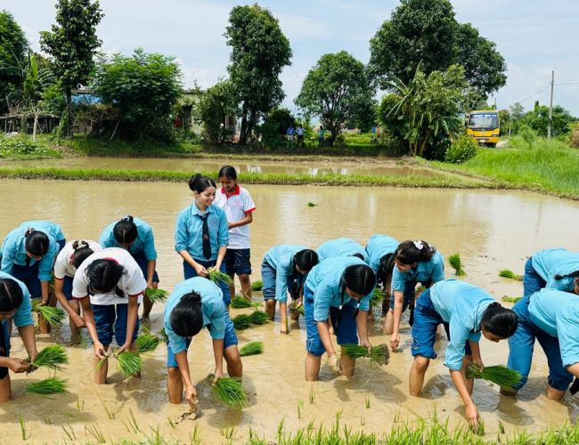 अन्नपूर्ण स्कुलका विद्यार्थीद्वारा खेतमा धान रोप्दै दही–चिउरा खाएर मनाइयो राष्ट्रिय धान दिवस